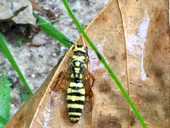 Myzinum carolinianum