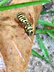 Myzinum carolinianum