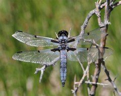 Libellula nodisticta