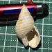 キンシバイ