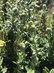Senecio oederiifolius