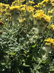 Senecio oederiifolius