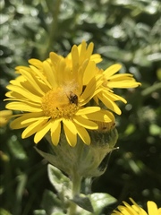 Senecio oederiifolius