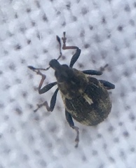 Rhinoncus perpendicularis