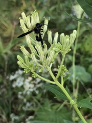 Zethus spinipes spinipes