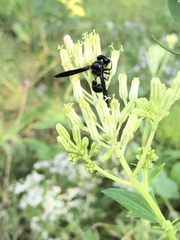 Zethus spinipes spinipes