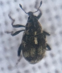 Rhinoncus perpendicularis