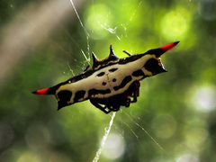 Gasteracantha westringi