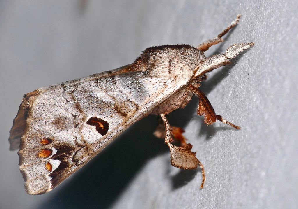 Pantelodes iracoubo