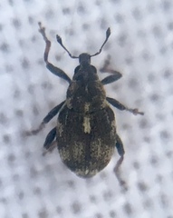 Rhinoncus perpendicularis