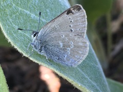 Satyrium semiluna