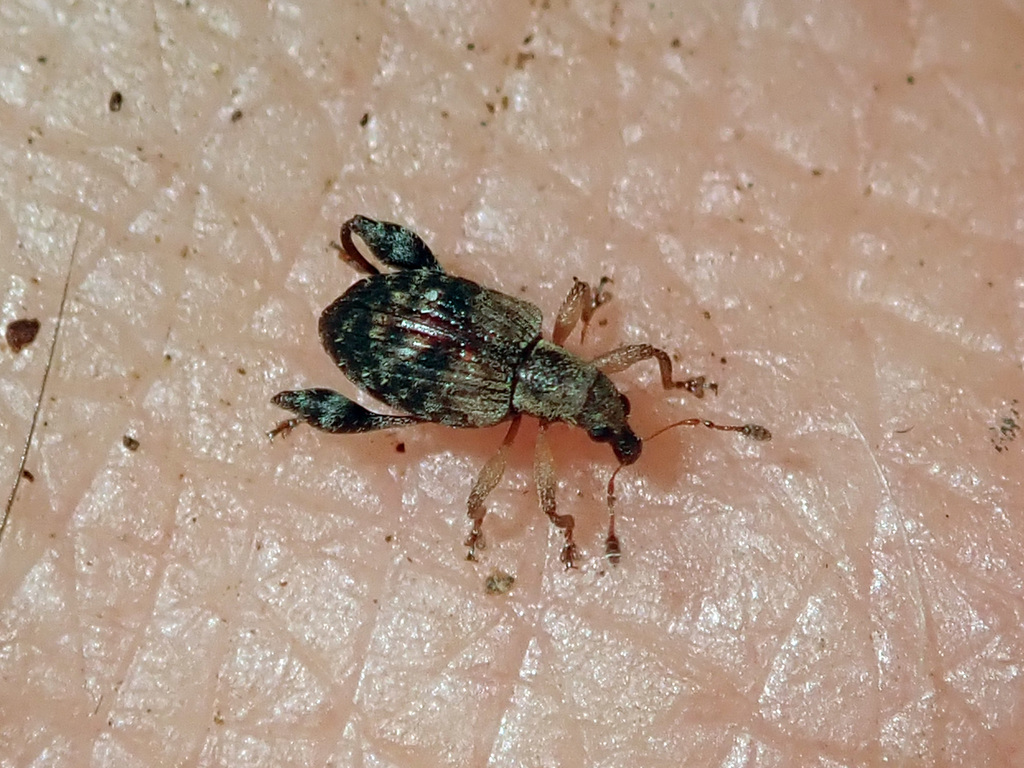 Pactola proxima