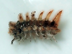 Pseudolaureola deharvengi