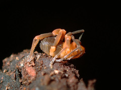 Zalmoxidae