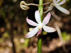 Dipodium squamatum