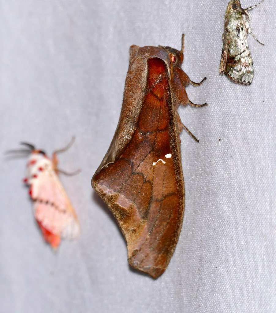 Colax apulus