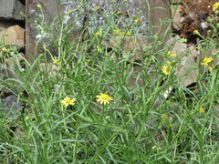 Senecio inaequidens