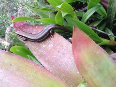 Copeoglossum nigropunctatum
