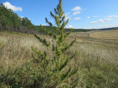 Cannabis sativa spontanea