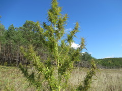 Cannabis sativa spontanea