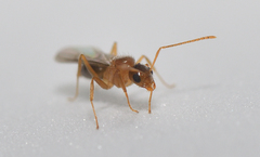 Nylanderia jaegerskioeldi