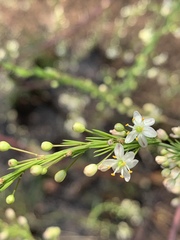 Asparagus cooperi
