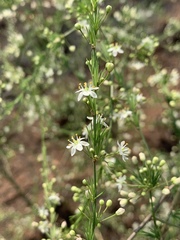 Asparagus cooperi
