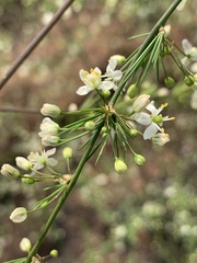 Asparagus cooperi