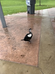 Cairina moschata domestica