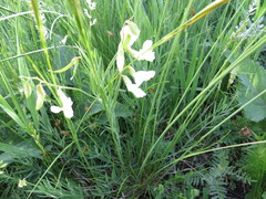 Lathyrus pallescens