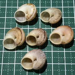 Cyclophorus turgidus