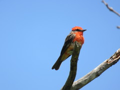 Pyrocephalus rubinus