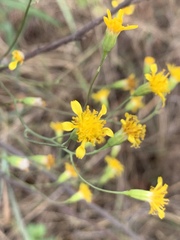 Senecio bupleuroides