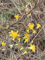 Senecio bupleuroides