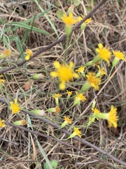 Senecio bupleuroides