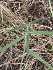 Senecio bupleuroides