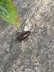 Allonemobius maculatus