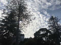 Sequoia