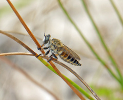 Megaphorus laphroides