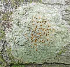 Brigantiaea leucoxantha