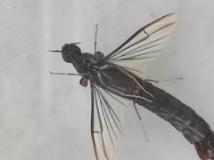Atractocerus brasiliensis
