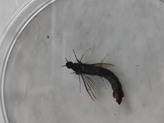 Atractocerus brasiliensis