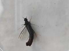 Atractocerus brasiliensis