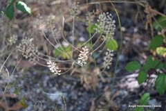 Lepidium heterophyllum