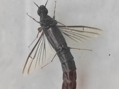 Atractocerus brasiliensis