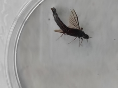 Atractocerus brasiliensis