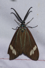 Cyclosia papilionaris