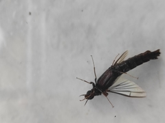 Atractocerus brasiliensis