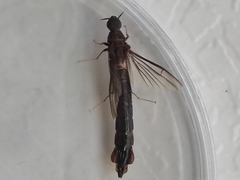 Atractocerus brasiliensis
