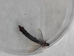 Atractocerus brasiliensis